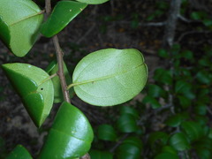 Doerpfeldia cubensis