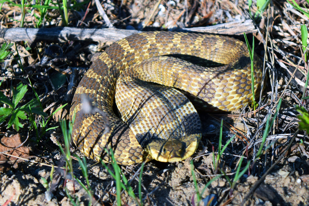 Photograph, Eastern Hognose Snake playing dead