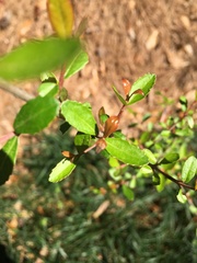 Viburnum obovatum