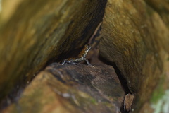 Plethodon petraeus