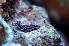 Phyllidiopsis krempfi