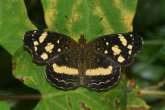 Anthanassa ptolyca ptolyca