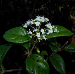 Viburnum villosum