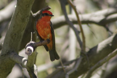 Pyrocephalus rubinus