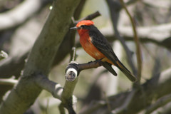 Pyrocephalus rubinus