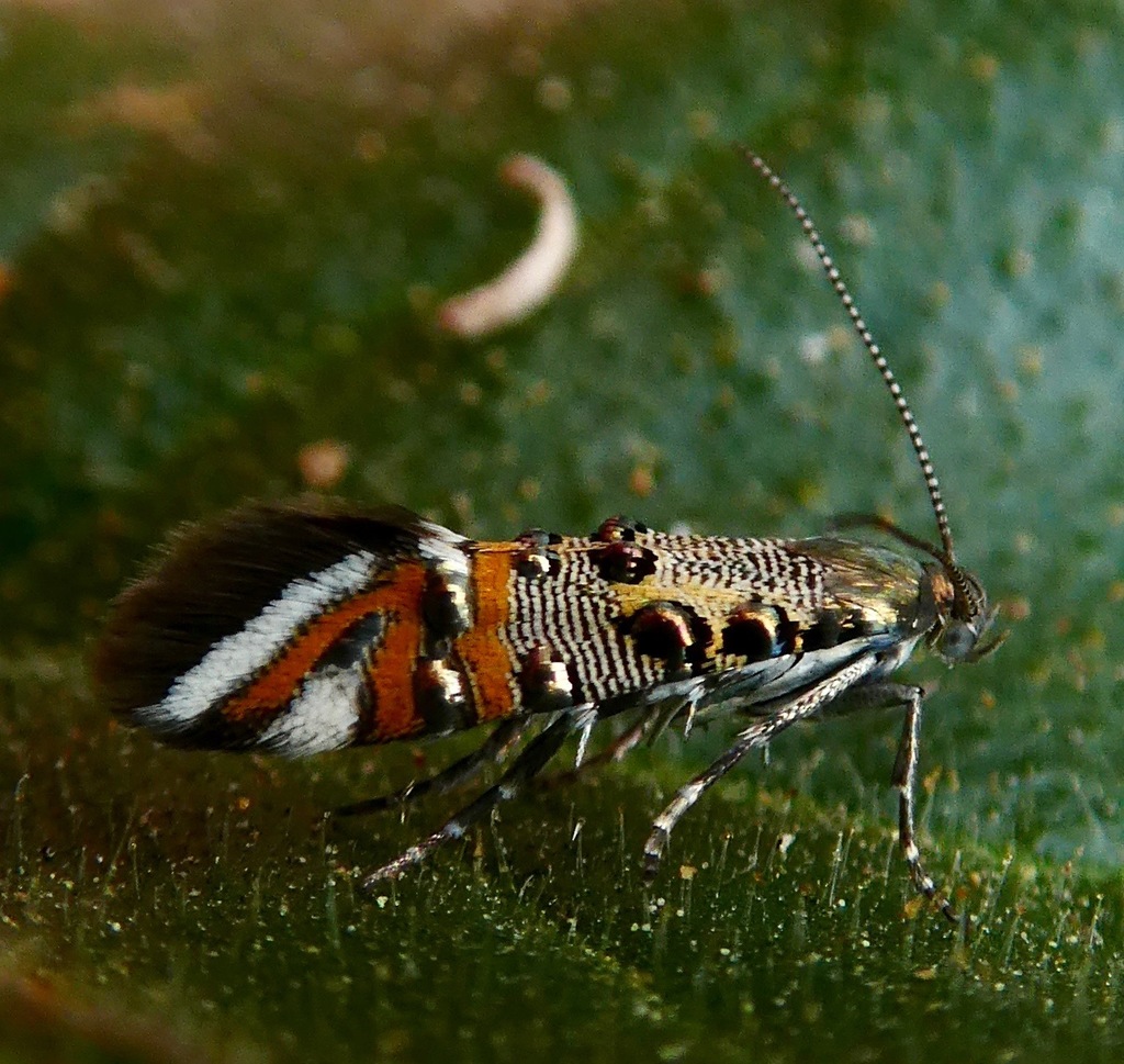 Lithariapteryx