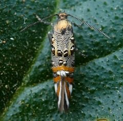 Lithariapteryx jubarella