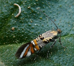 Lithariapteryx jubarella