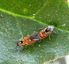 Neoheliodines vernius