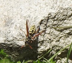 Polistes dominula