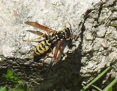 Polistes dominula
