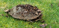 Actinemys marmorata