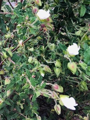 Cistus salviifolius