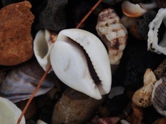 Erronea subviridis