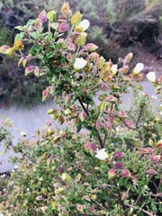 Cistus salviifolius