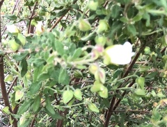 Cistus salviifolius