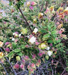 Cistus salviifolius