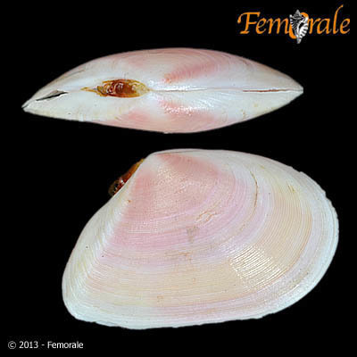 Rose-petal tellin