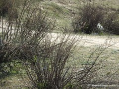Dittrichia viscosa