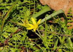 Gagea peduncularis