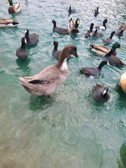 Anas platyrhynchos domesticus