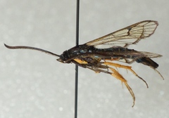 Synanthedon fulvipes