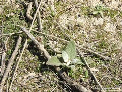 Salvia aethiopis