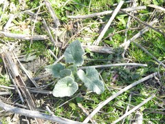Ecballium elaterium