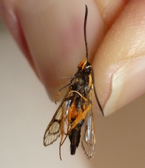 Synanthedon fulvipes