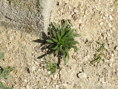 Neatostema apulum