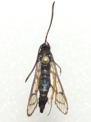 Synanthedon fulvipes