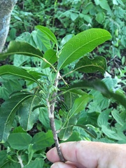 Elaeodendron australe