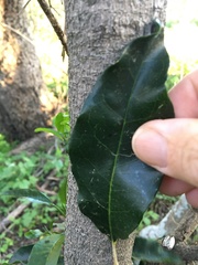 Elaeodendron australe