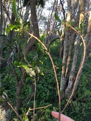 Elaeodendron australe