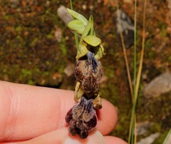 Ophrys fusca iricolor