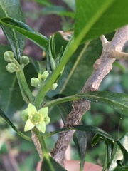 Elaeodendron australe