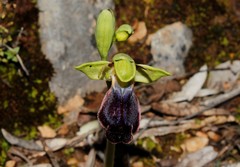 Ophrys fusca iricolor