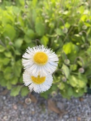 Erigeron procumbens