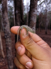 Sceloporus lundelli gaigeae