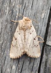 Amphipyra effusa