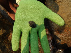 Plicopurpura columellaris