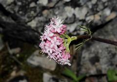 Valeriana italica