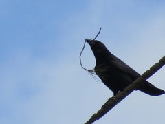 Corvus corone