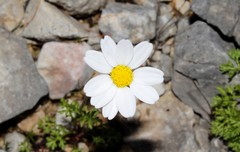 Anthemis chia