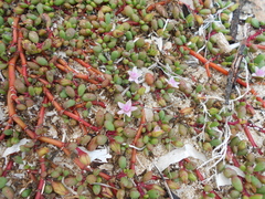 Sesuvium microphyllum