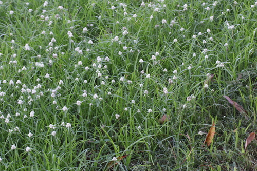 Cyperus sesquiflorus