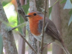 Erithacus rubecula