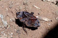 Helias phalaenoides