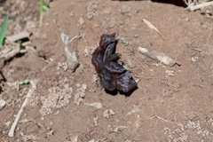 Helias phalaenoides