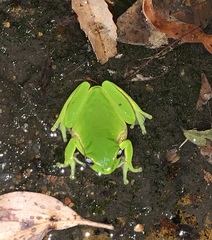 Ranoidea phyllochroa